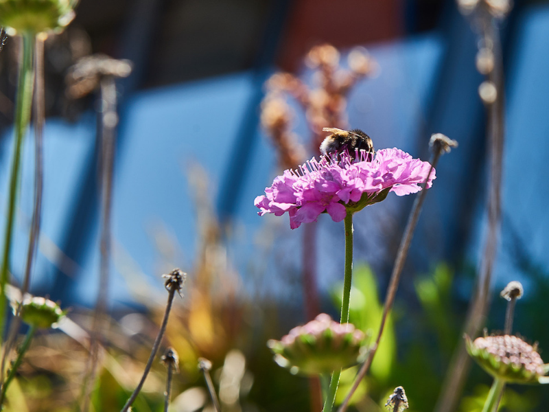 rooftop almere honeybee