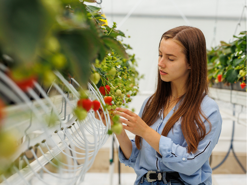 Female student in greenhouse with strawberries