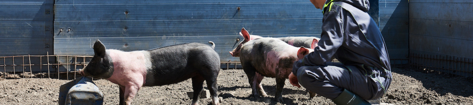 student from Aeres University of Applied Sciences with pigs at pig farm at aeres farms