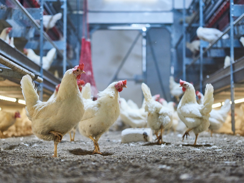 Laying hens at poultry farm Aeres Farms