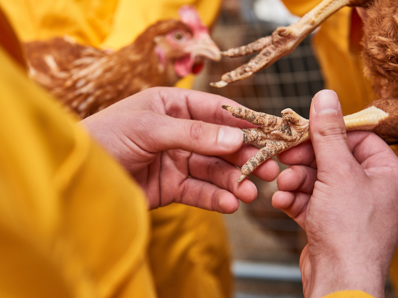 Students from Aeres University of Applied Sciences with layig hens at poultry farm Aeres Farms