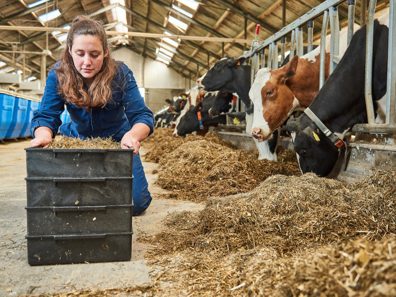 Students from Aeres University of Applied Sciences with cow food nutrition research at Aeres Farms