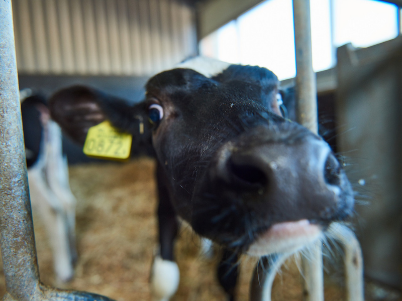 cow at dairy farm at Aeres Farms