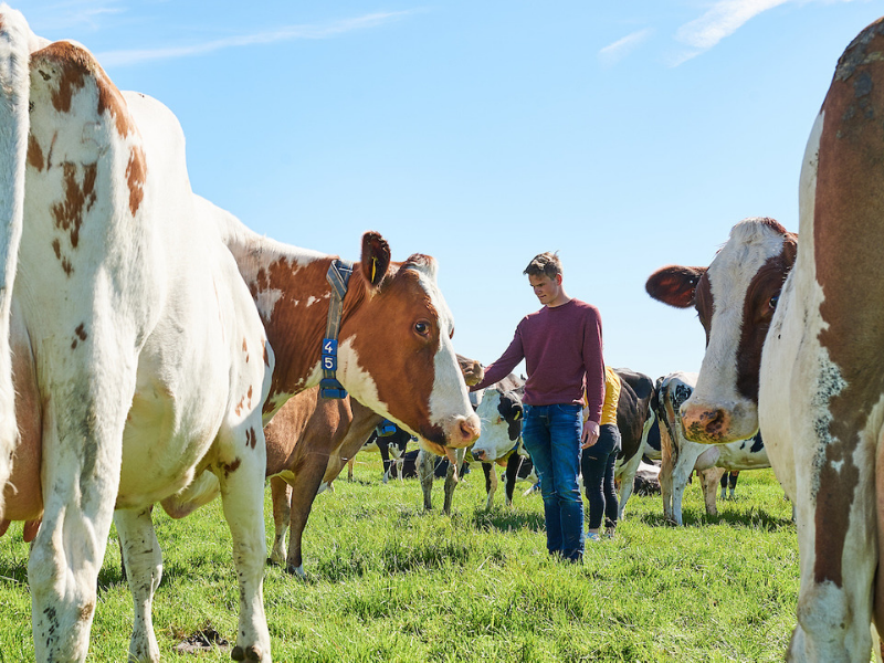 Cows outside with student from Aeres University of Applied Sciences at Aeres Farms