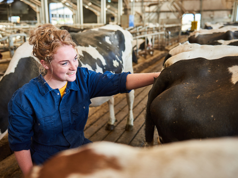 Student from Aeres University of Applied Sciences get practical lesson at dairy farm at dairy farm at Aeres Farms