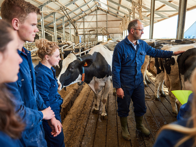 class of students from Aeres University of Applied Sciences get practical lesson at dairy farm at Aeres Farms