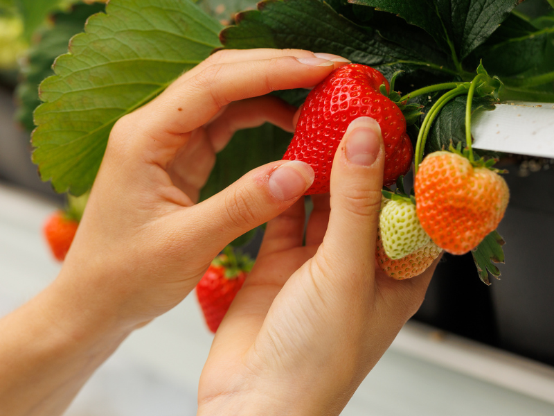 Strawberry International Food Business Aeres University of Applied Sciences
