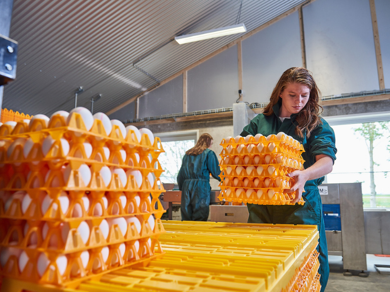 Student from Aeres University of Applied Sciences with eggs at poultry farm at Aeres Farms