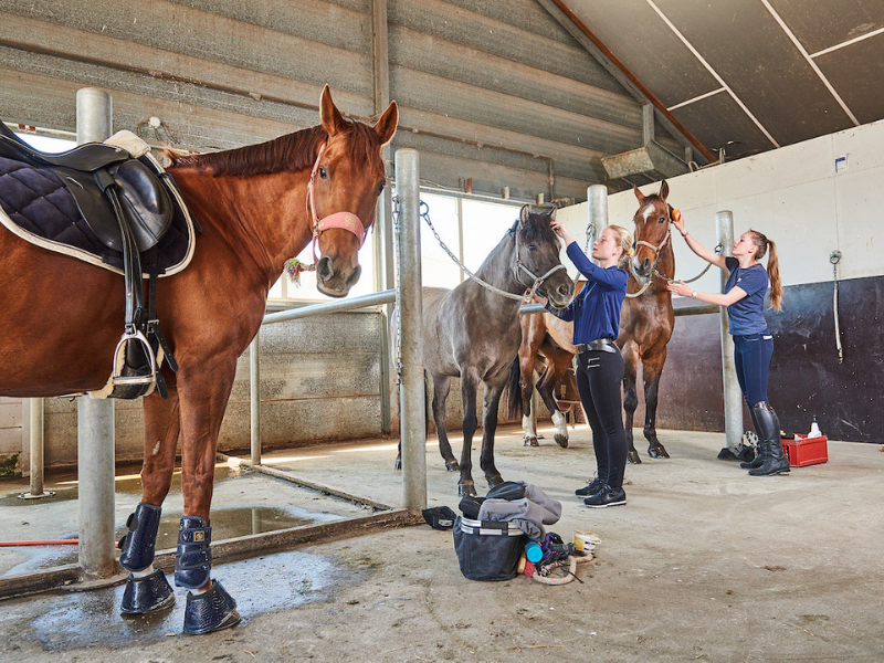 horse stables paardenplaats from Aeres University of Applied Sciences at Aeres Farms