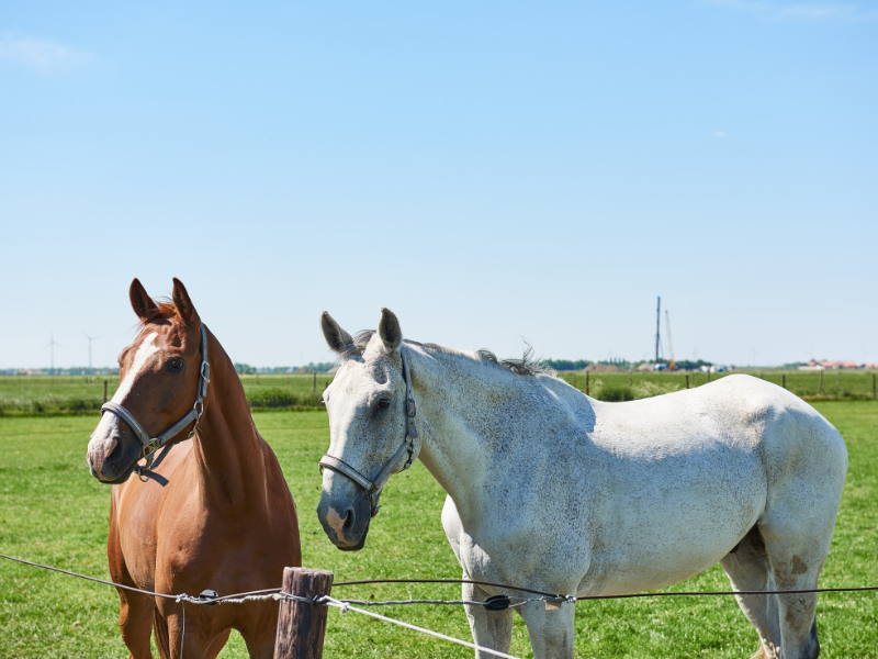 Horses outside at horse stables paardenplaats from Aeres University of Applied Sciences at Aeres Farms