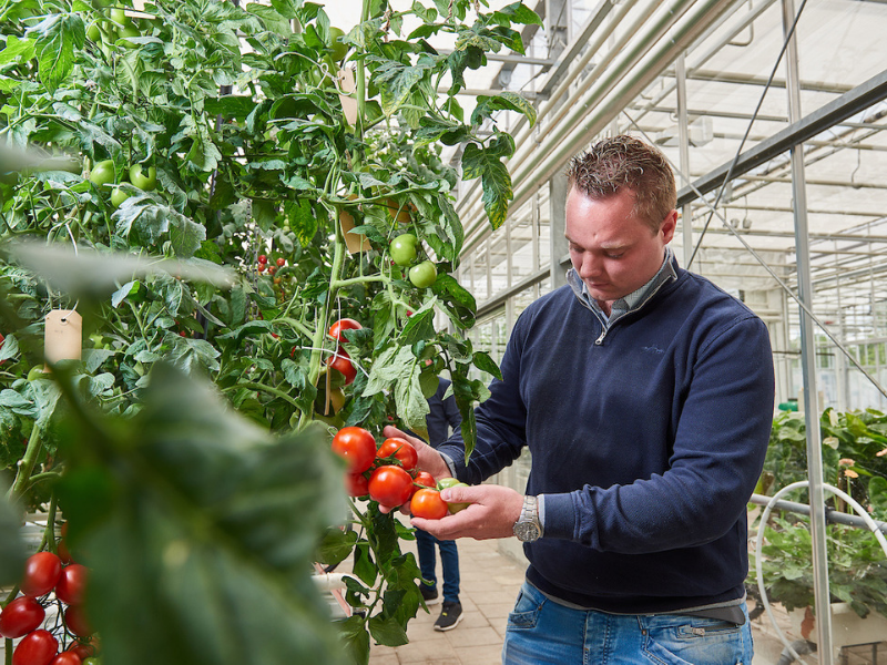 Arable farming student from Aeres University of Applied Sciences with tomatoes in greenhouse