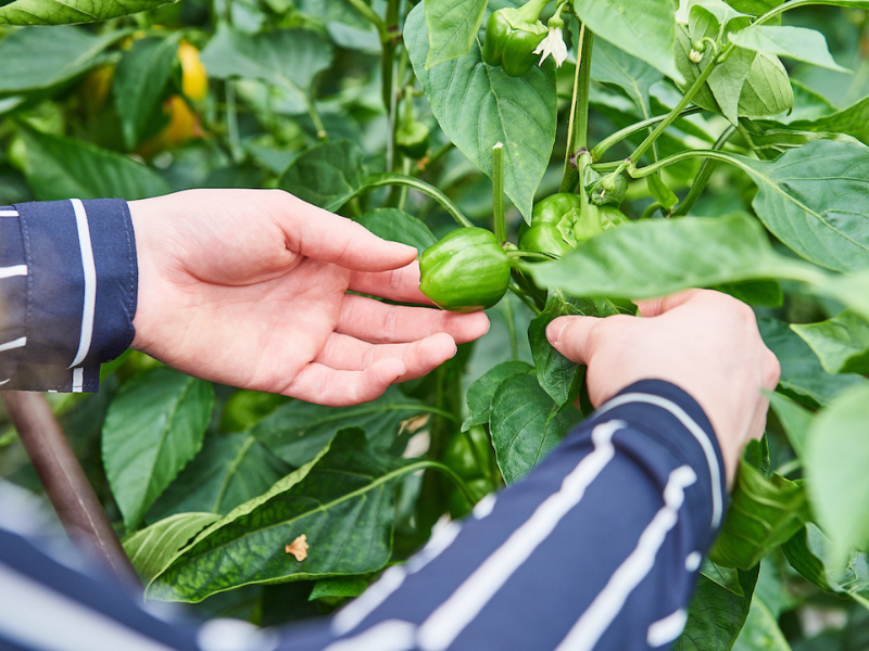 Arable farming student from Aeres University of Applied Sciences in field with capsicum