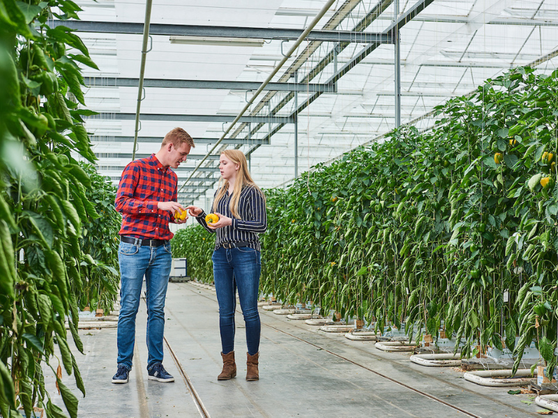 Arable farming students from Aeres University of Applied Sciences in greenhouse with capsicum