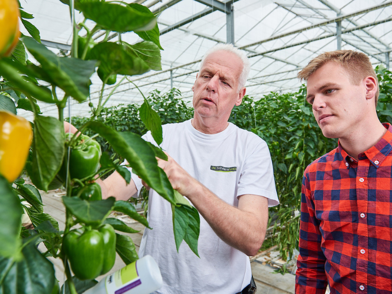 Arable farming students from Aeres University of Applied Sciences in greenhouse with capsicum
