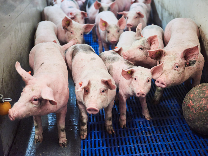 Pigs at pig farm at aeres Farms from Aeres University of Applied Sciences