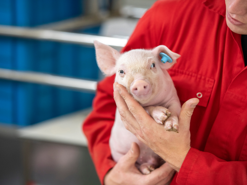 Student with little pig