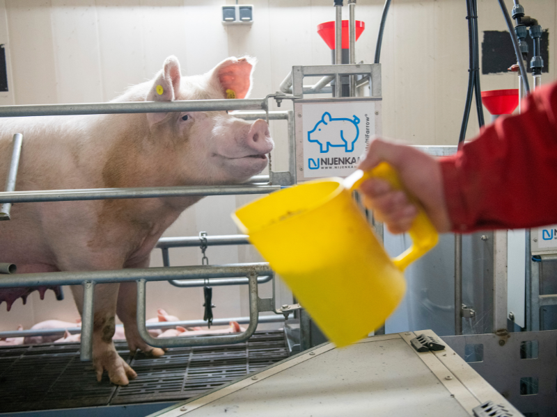 Student with pig and food
