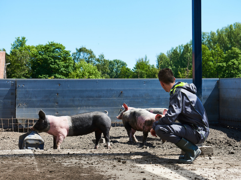 student from Aeres University of Applied Sciences with pigs at pig farm at aeres farms