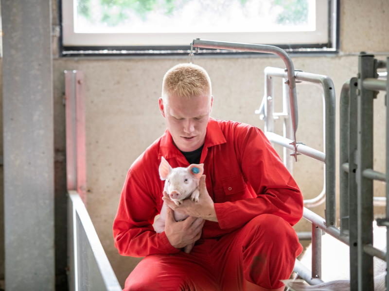 Exchange programme International Pig Management