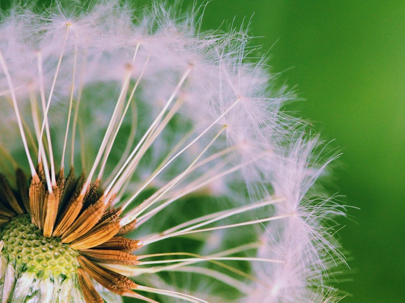 N-style Flower License School