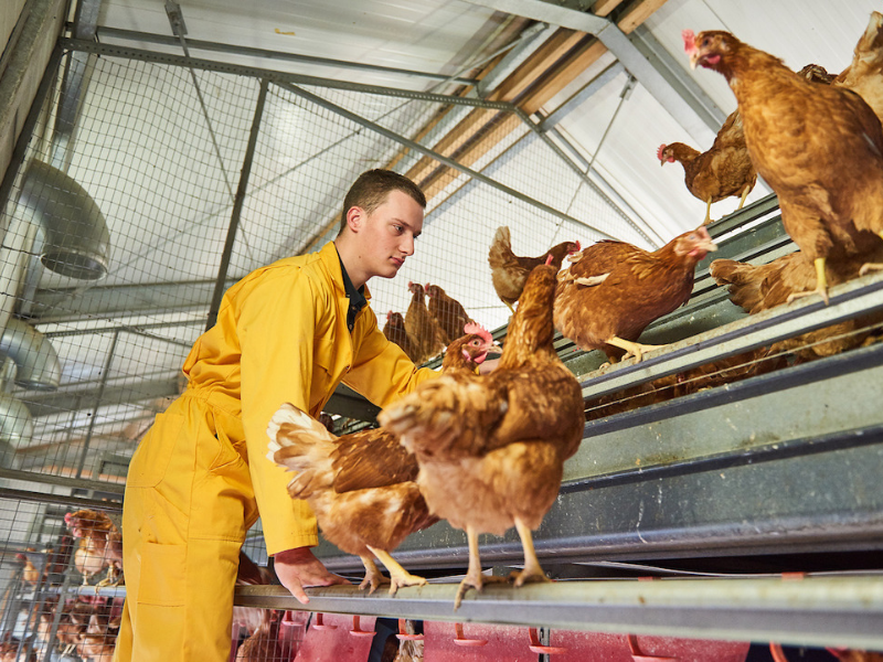 Student from Aeres University of Applied Sciences with layig hens at poultry farm Aeres Farms