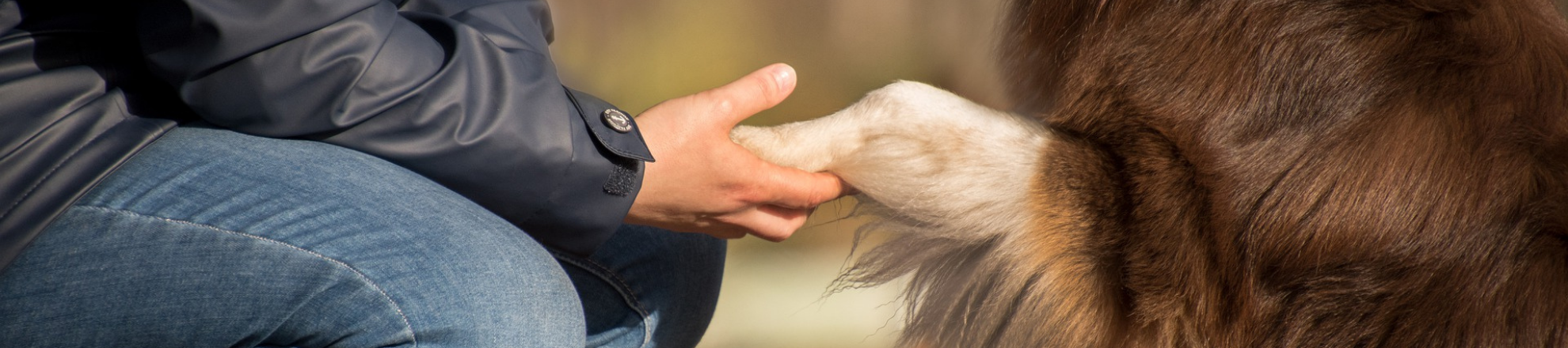 Animal Assisted Interventions