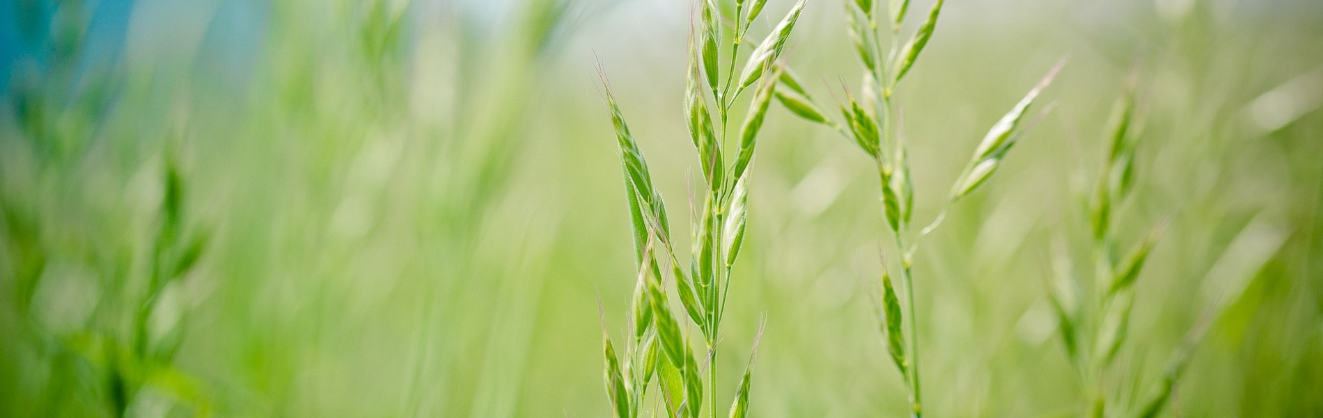 Grasland en beweiding