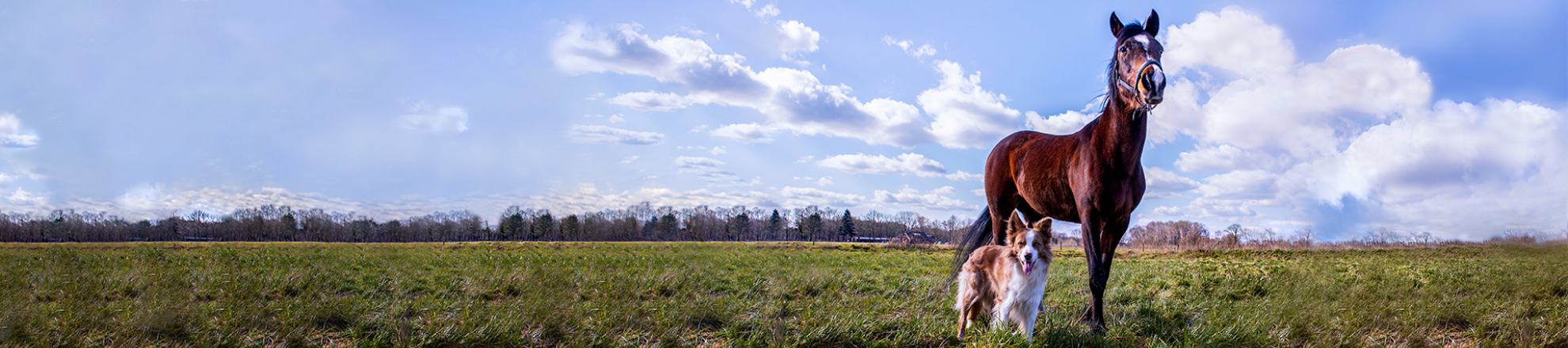 Human animal interactions header