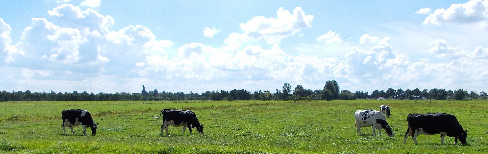 Management van de Rundergezondheid