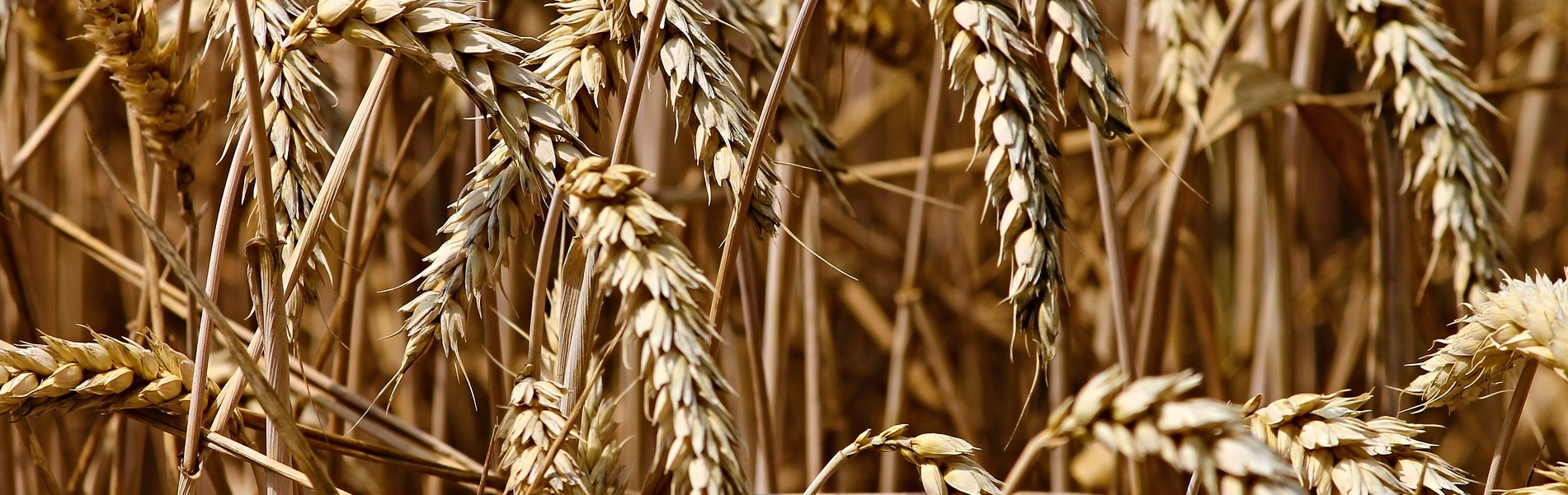 Landbouw_Graan