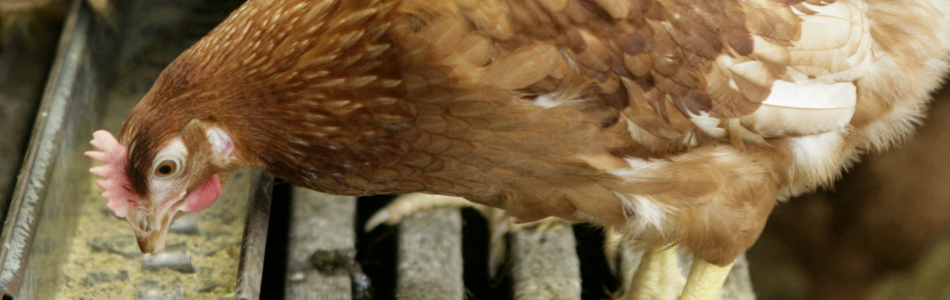 Precisievoeding en duurzame pluimveehouderij